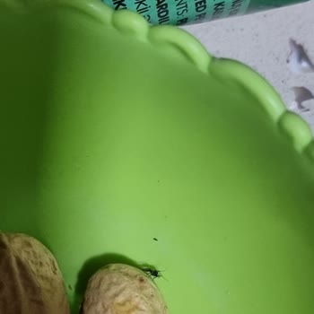 Tadım Gıda Antep Fıstık Böceklenmiş