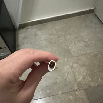 Philip Morris Boş Çıkan Sigaralar