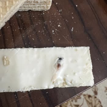 Oylum Gofret İçinde ( Böcek)