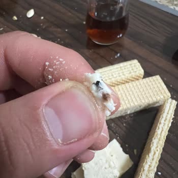 Oylum Gofret İçinde ( Böcek)