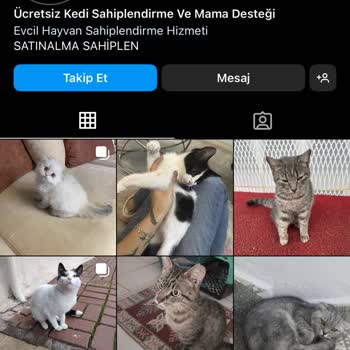Dostumpaticik (Instagram) Hayal Kırıklığı: Sahiplendirme Vaadiyle Hüsran!