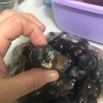 Sıfır Arçelik Dondurucu Küflendirdi Yiyecekleri