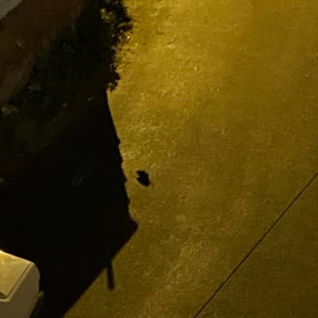 Bursa Büyükşehir Belediyesi Büyükşehirin Büyük Fareleri
