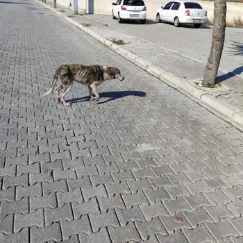 Akhisar Belediyesi Canlara Can Olmayan Alemin Çocukları