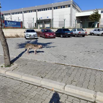 Akhisar Belediyesi Canlara Can Olmayan Alemin Çocukları