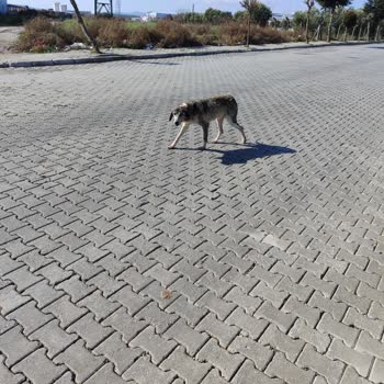 Akhisar Belediyesi Canlara Can Olmayan Alemin Çocukları