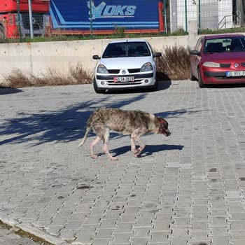 Akhisar Belediyesi Canlara Can Olmayan Alemin Çocukları