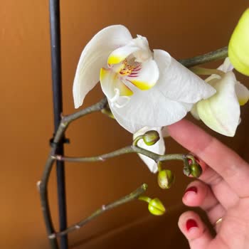 Çiçek Sepeti Tarafından Kusurlu Ürün Teslim Edildi!