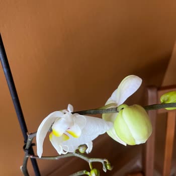 Çiçek Sepeti Tarafından Kusurlu Ürün Teslim Edildi!