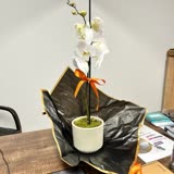 Çiçek Sepeti Orkide Siparişimde Yaprak Hayal Kırıklığı