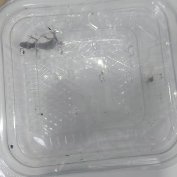 Canlıpetshop Canlı Semender Siparişinde Yaşanan Sorunlar