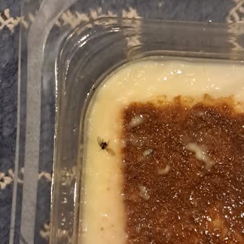 BİM Kazandibinin İçindeki Sinek