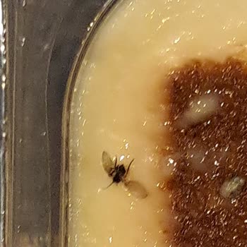 BİM Kazandibinin İçindeki Sinek