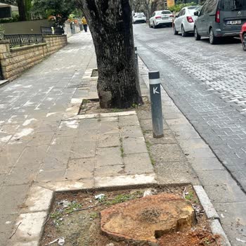 Kadıköy Belediyesi Suadiye De Ağaçlar