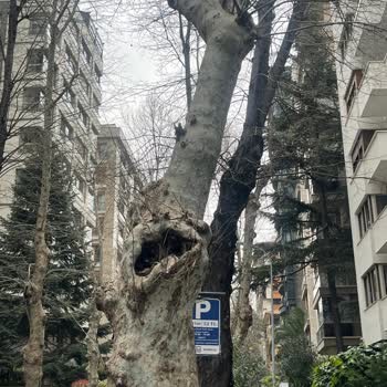 Kadıköy Belediyesi Suadiye De Ağaçlar