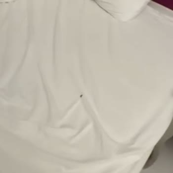 Bolu Sarot Termal Palace Böcek Sorunu