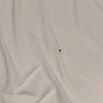 Bolu Sarot Termal Palace Böcek Sorunu