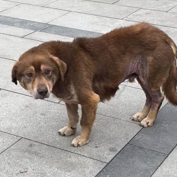 Şişli Belediyesi Hasta Köpeğe Veterinerlik Hizmeti Verilmiyor