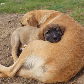 Osmangazi Belediyesi Alınan Köpekler Kayıp Daha Yeni Aldılar Ve Barınakta Yok
