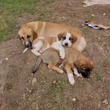 Osmangazi Belediyesi Alınan Köpekler Kayıp Daha Yeni Aldılar Ve Barınakta Yok