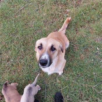 Osmangazi Belediyesi Alınan Köpekler Kayıp Daha Yeni Aldılar Ve Barınakta Yok