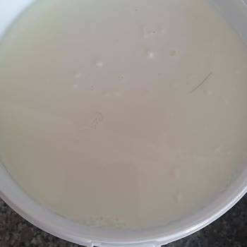 Mis Yoğurtta Kıl Çıktı