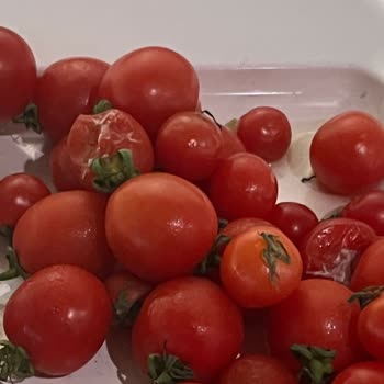 Derya Kız Öğrenci Yurdu Yemekten Cam Ve Örümcek Çıktı!