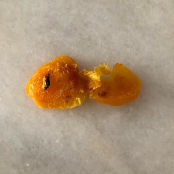 Simbat Kuruyemiş Kayısının İçinden Böcek Çıktı