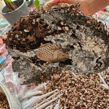 Trendyol Eylül Sukulent Bonsai Saksısının Kalitesizliği