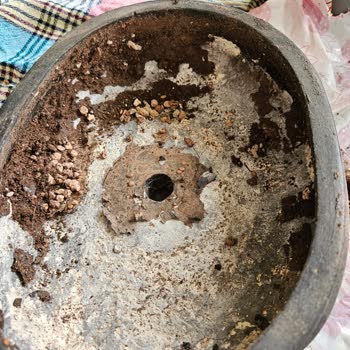 Trendyol Eylül Sukulent Bonsai Saksısının Kalitesizliği