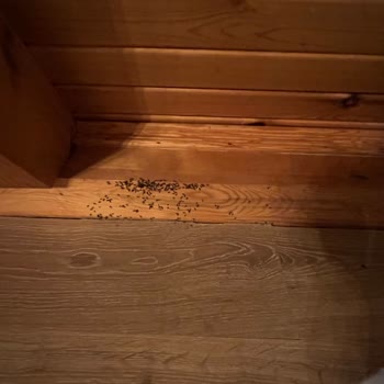 Sapanca Sis Vadi Bungalov Mağdur Olmam