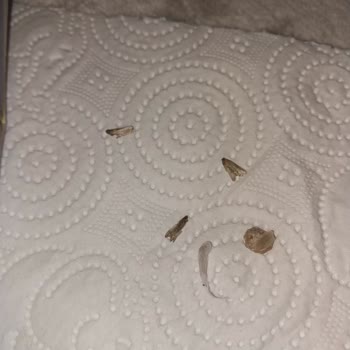 Duru Bulgur Kalite Beklentisi Ve Kelebekli Pirinç Hayal Kırıklığı