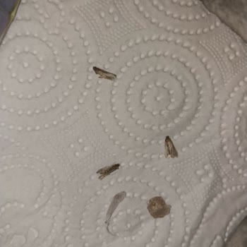 Duru Bulgur Kalite Beklentisi Ve Kelebekli Pirinç Hayal Kırıklığı