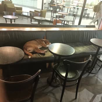 Starbucks Köpek Sorunu Ve Yönetim Sorunu