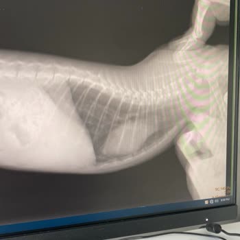 Pegasos Veteriner Röntgende Bronşiti Görmediler