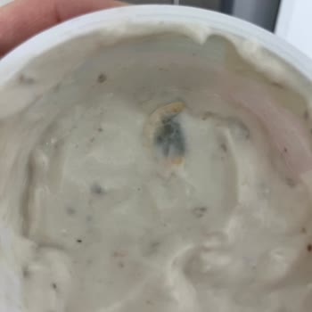 İçinden Küf Çıkan Sek Quark
