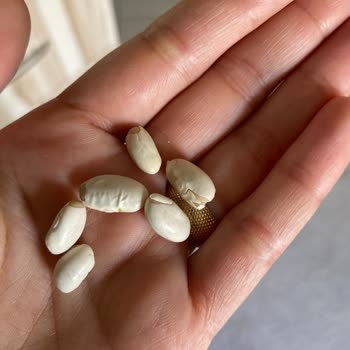 Yayla Bakliyat Yayla Dermason Fasülye Kabuklarına Ayrılıyor