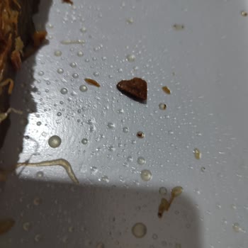 Musluoğlu Baklava'dan Aldığım Kadayıftan Ceviz Kabuğu Çıktı