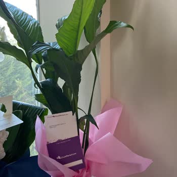 Çiçek Market Ürünümü Kusurlu Gönderdi