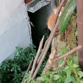 Beykoz Belediyesi Yapı Kontrol Ve Başkanlık