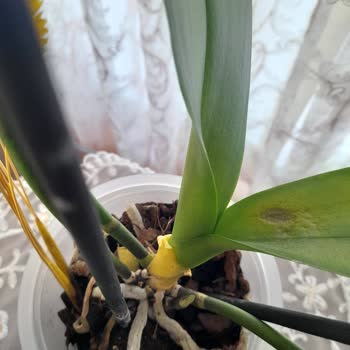 Çiçek Sepeti Çürümüş Köklü Ve Sararmış Yapraklı Orkide Göndermiş