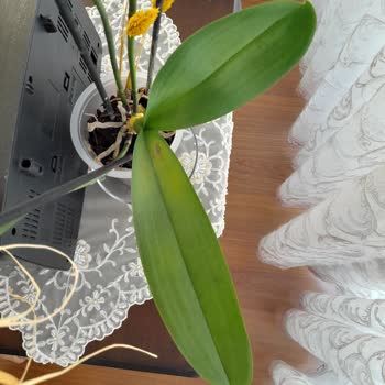 Çiçek Sepeti Çürümüş Köklü Ve Sararmış Yapraklı Orkide Göndermiş