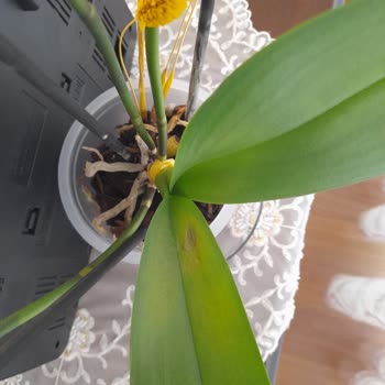 Çiçek Sepeti Çürümüş Köklü Ve Sararmış Yapraklı Orkide Göndermiş