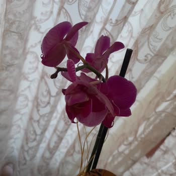 Çiçek Sepeti Çürümüş Köklü Ve Sararmış Yapraklı Orkide Göndermiş