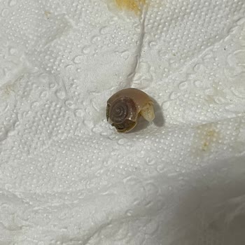 Superfresh Garnitürün İçinden Salyangoz Çıktı