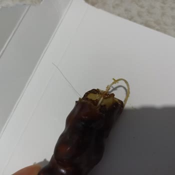 Antepsan Keyifçe Ürünümün İçinden Kıl Çıktı