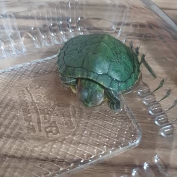 Elit Petshop Verdiği Canlının Arkasında Değil