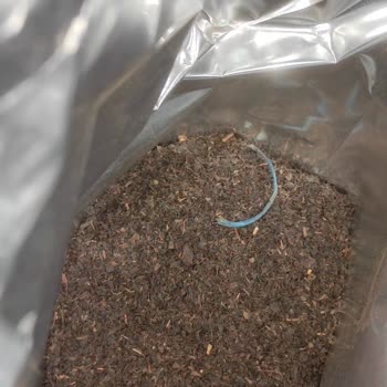 Lipton Dökme Çaydan İplik Çıktı