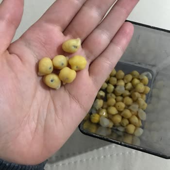 BİM Saban Nohuttan Böcek Çıkıyor