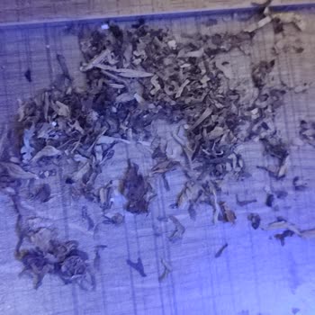 Chesterfield Markalı Sigaranızdan Şikayet